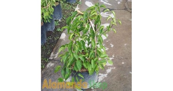 jual Tanaman Flame Vine HP 085608566034